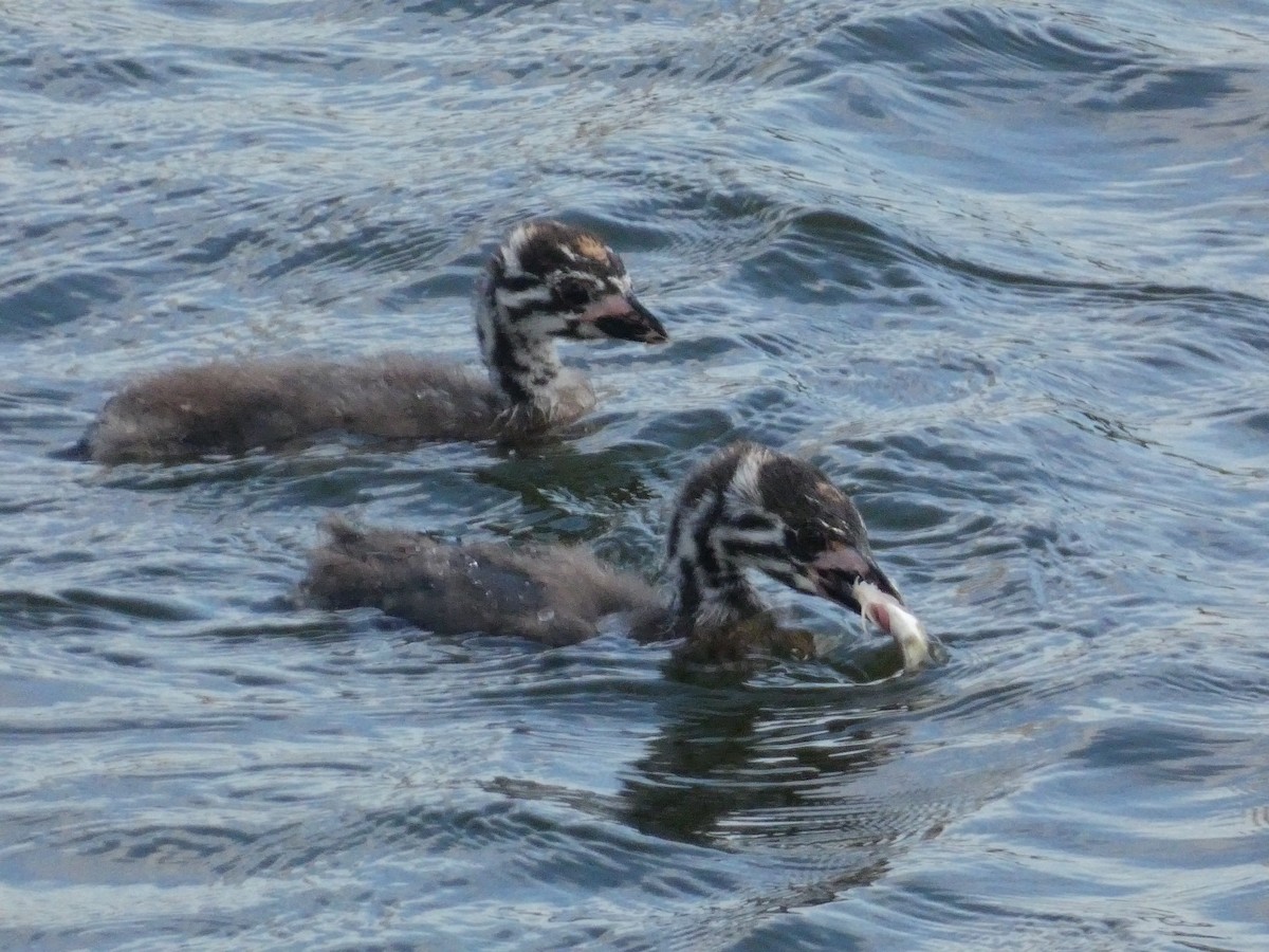 Pied-billed Grebe - ML291508991