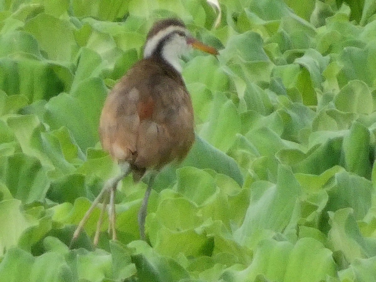 Wattled Jacana - ML291509101