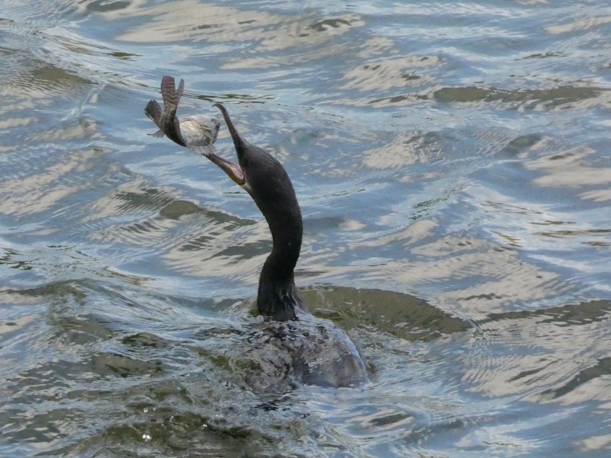 Neotropic Cormorant - ML291509141