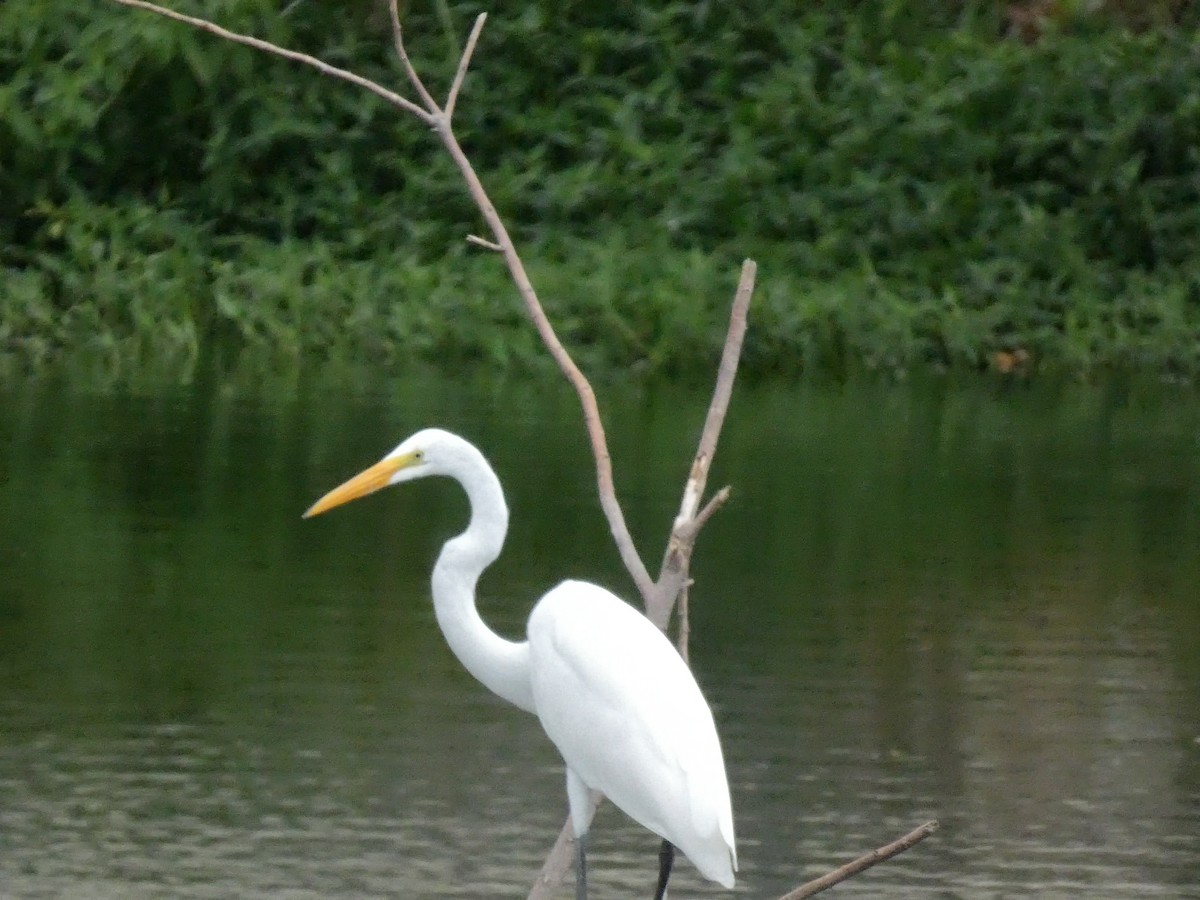 Great Egret - ML291509271