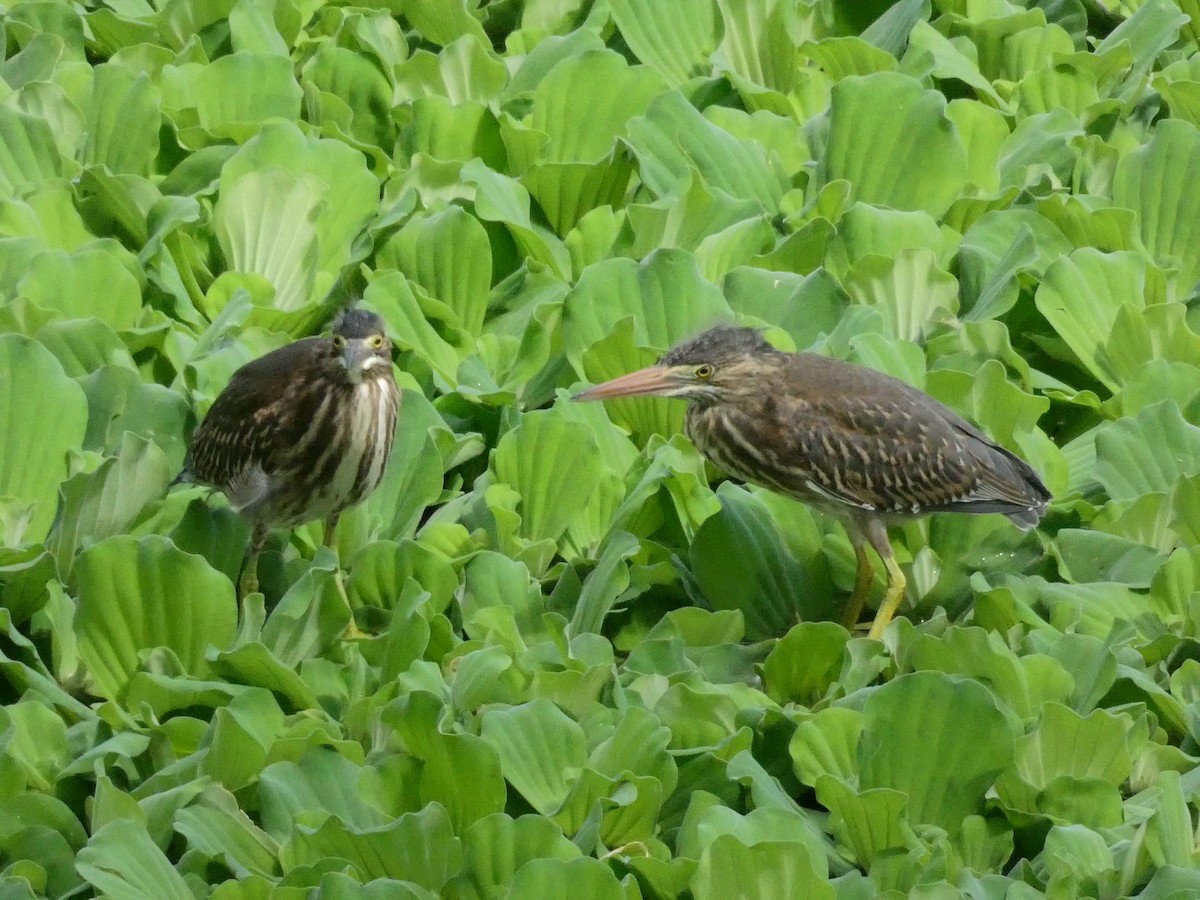 Striated Heron - ML291509361