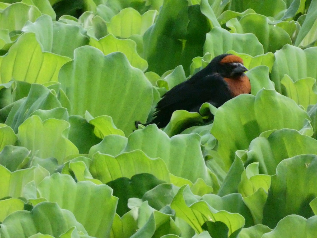 Chestnut-capped Blackbird - ML291509401