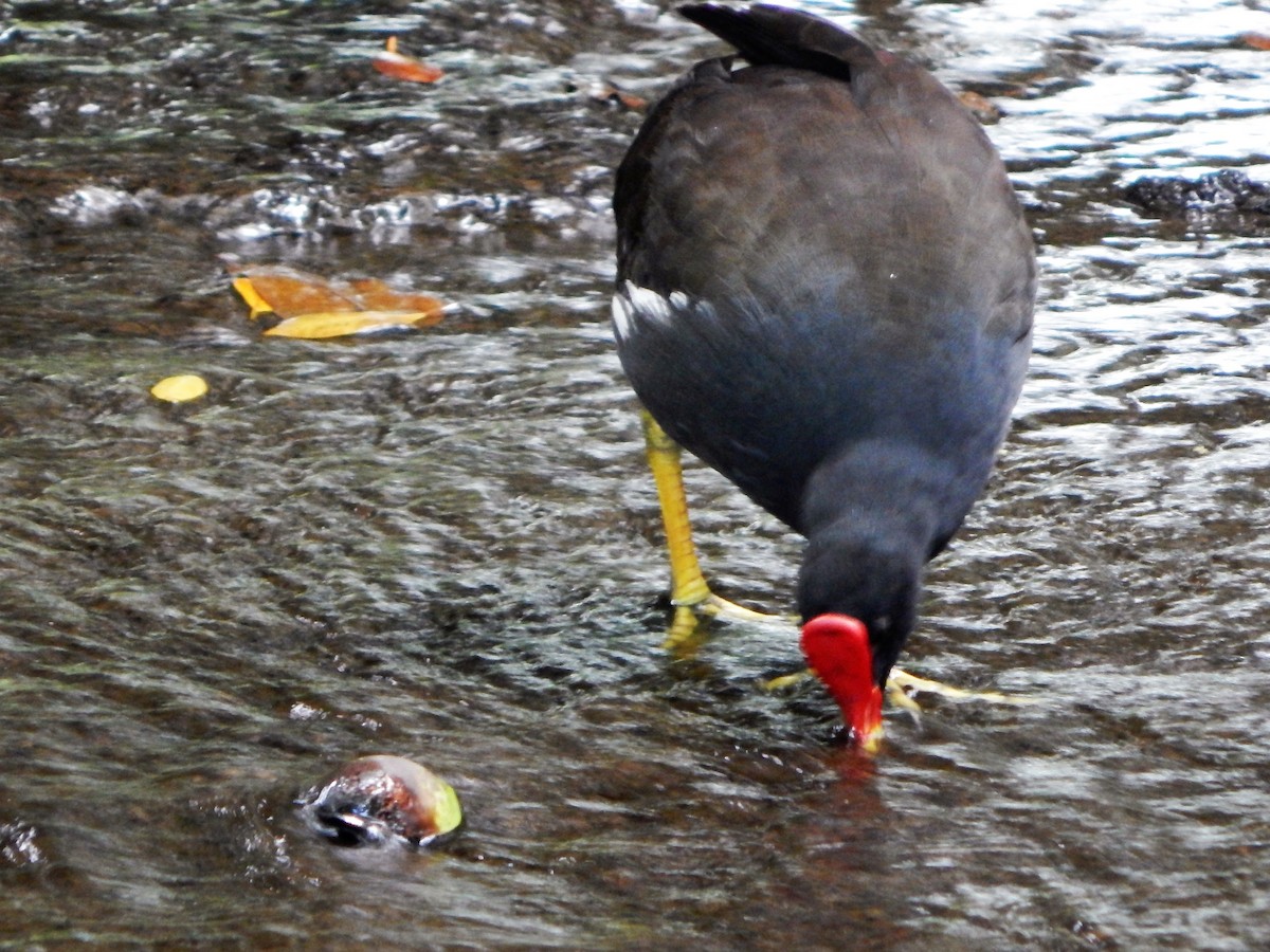 Eurasian Moorhen - ML29150981