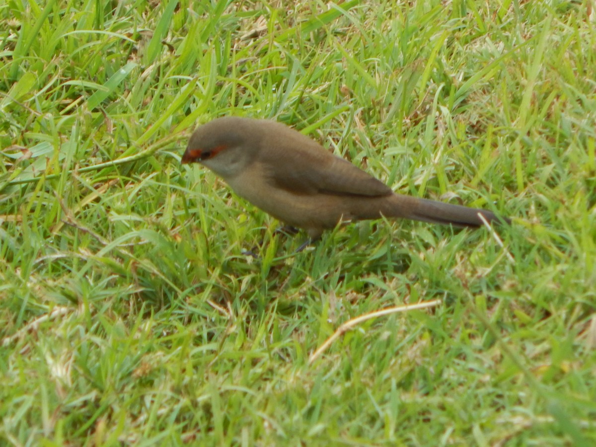 Common Waxbill - Mal Jenkins