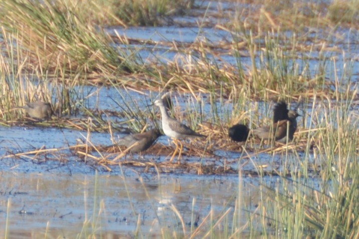 Lesser Yellowlegs - ML291510591