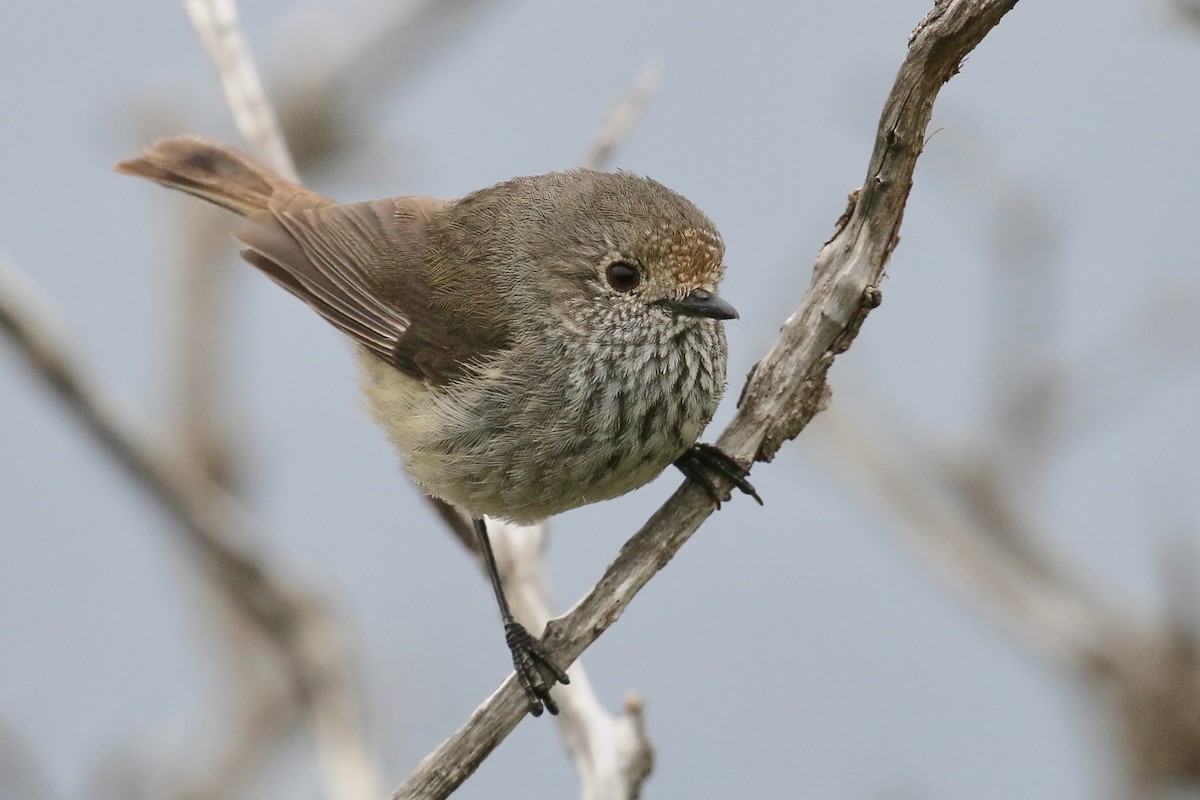 Brown Thornbill - Jan Andersson