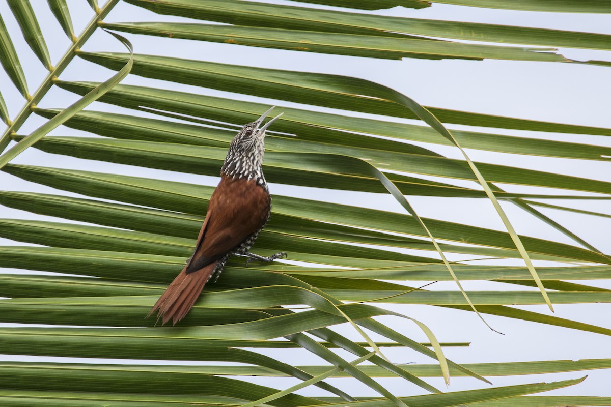 Point-tailed Palmcreeper - ML291511981