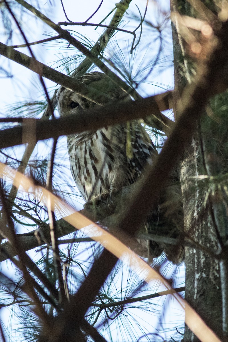 Barred Owl - ML291512981