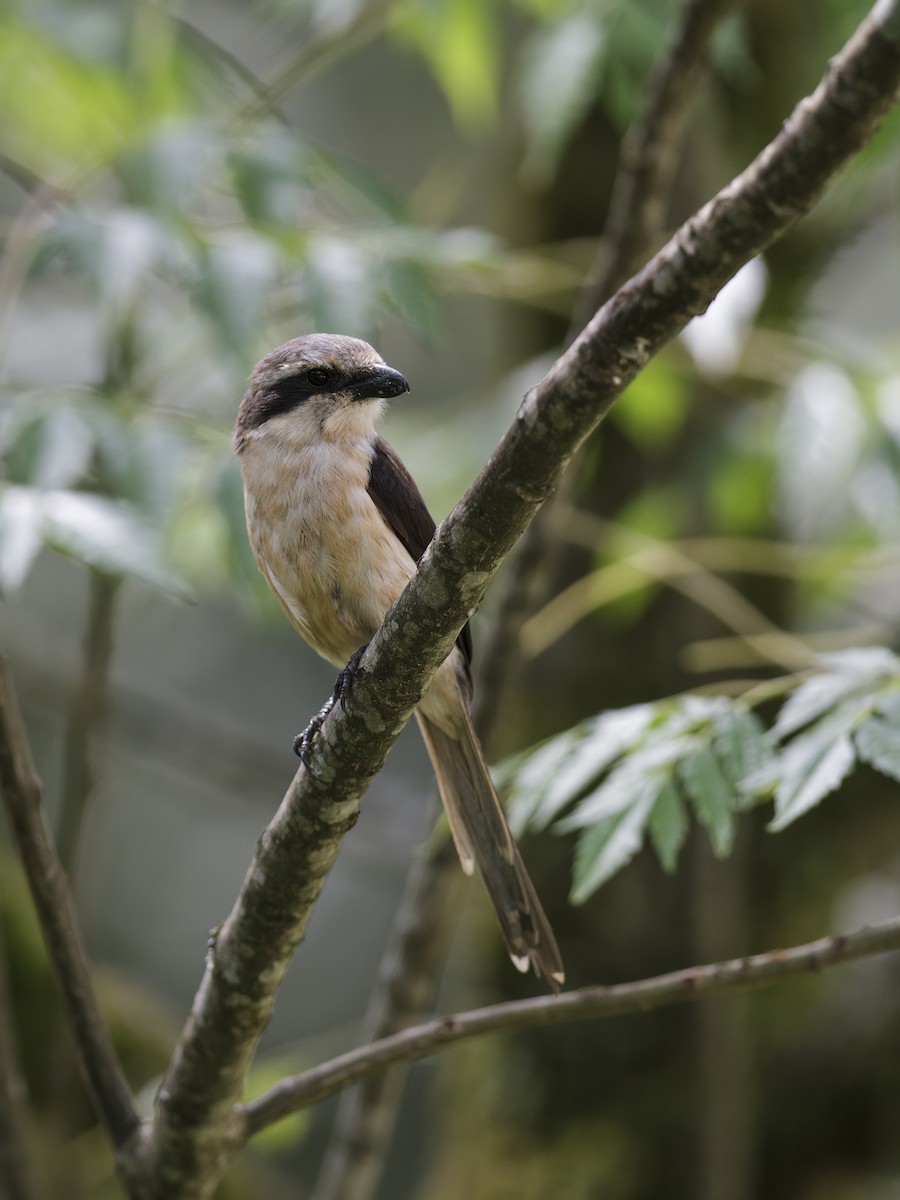 Mackinnon's Shrike - ML291513861