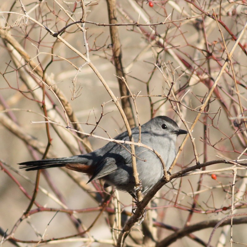 Gray Catbird - Bo Zaremba