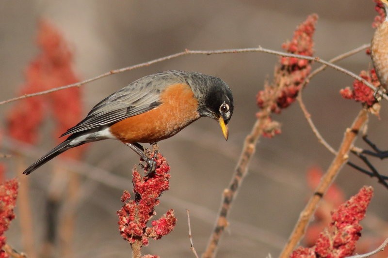 コマツグミ - ML291515211