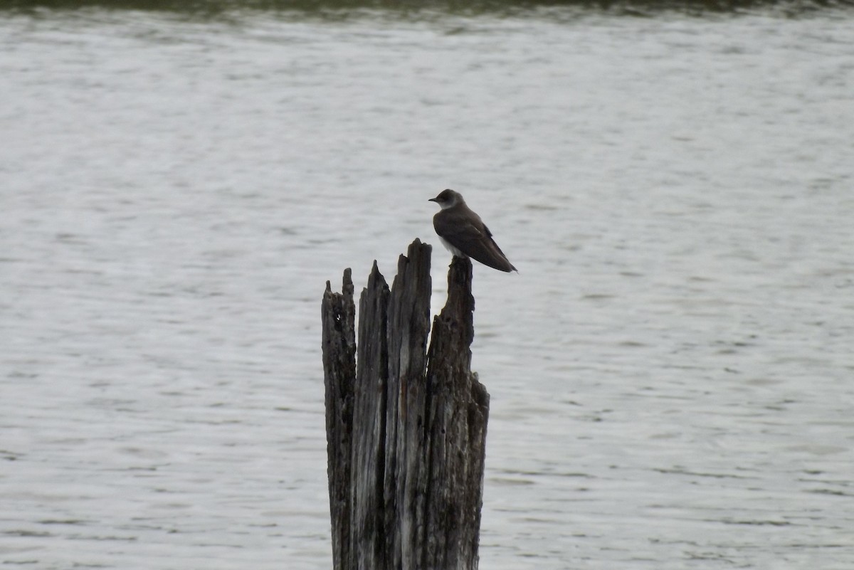 Brown-chested Martin - ML291520171