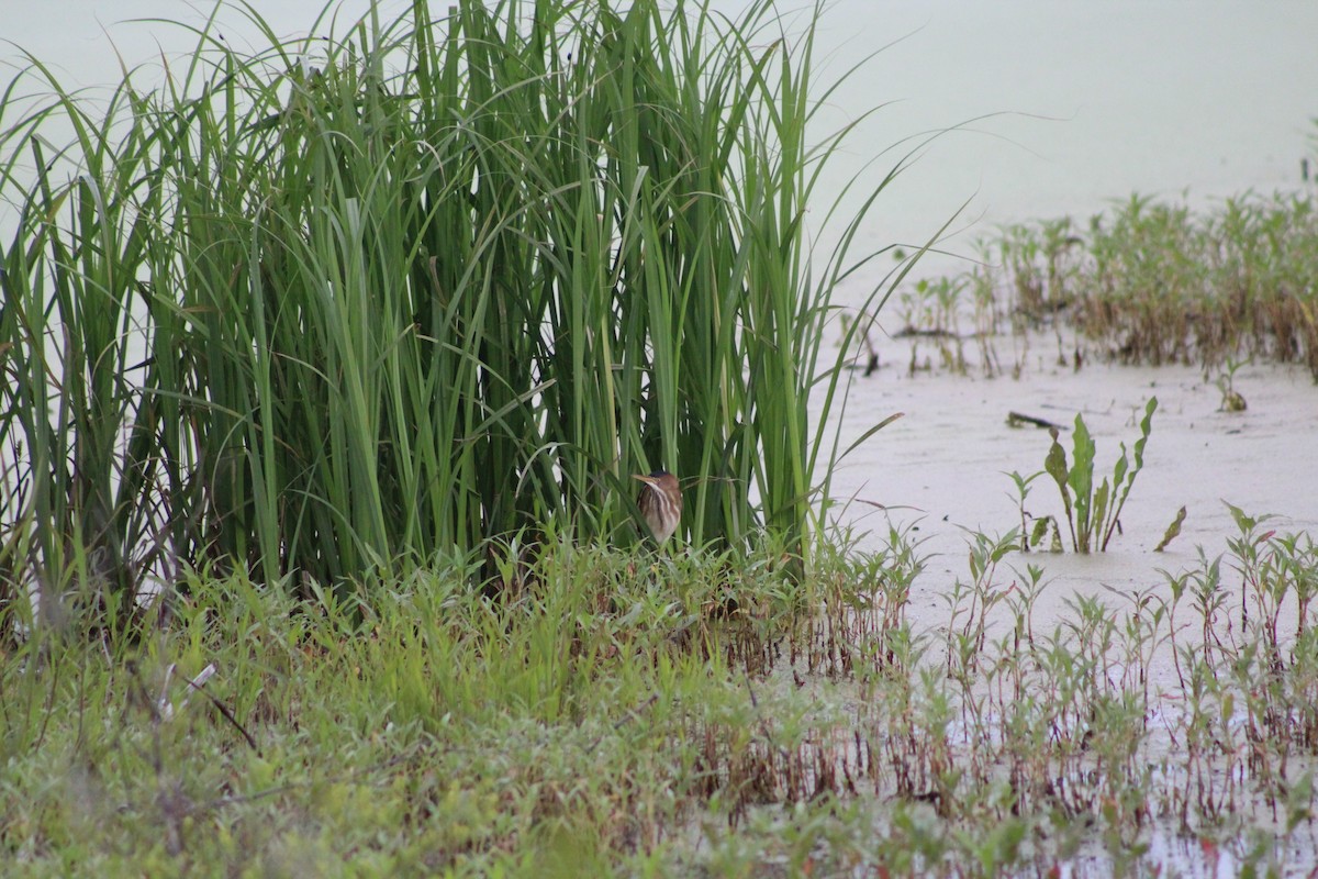 Least Bittern - ML29152131