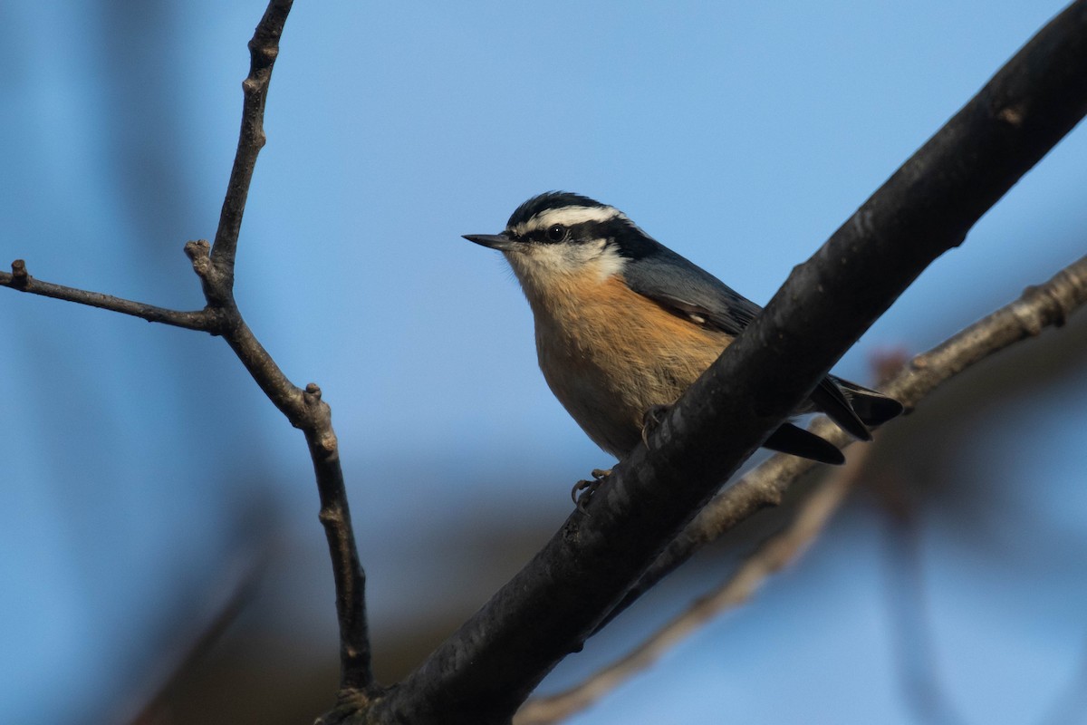 Red-breasted Nuthatch - Alex Lamoreaux