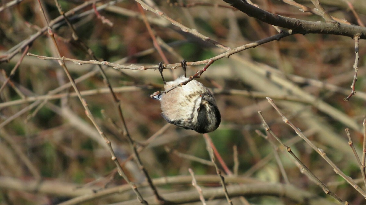 Long-tailed Tit - Sergio Mayordomo