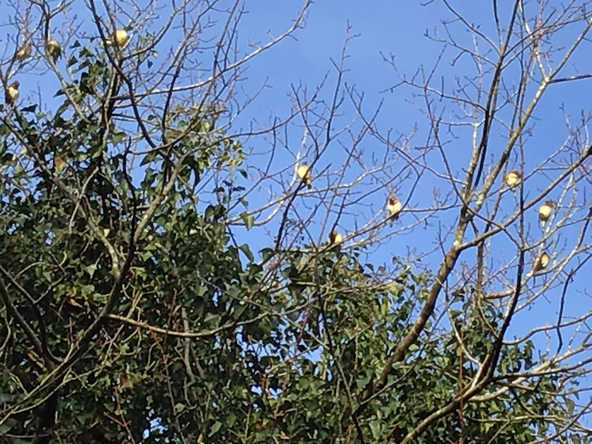 Cedar Waxwing - ML291523831