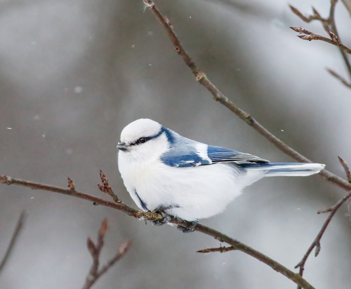 Azure Tit - Per Smith