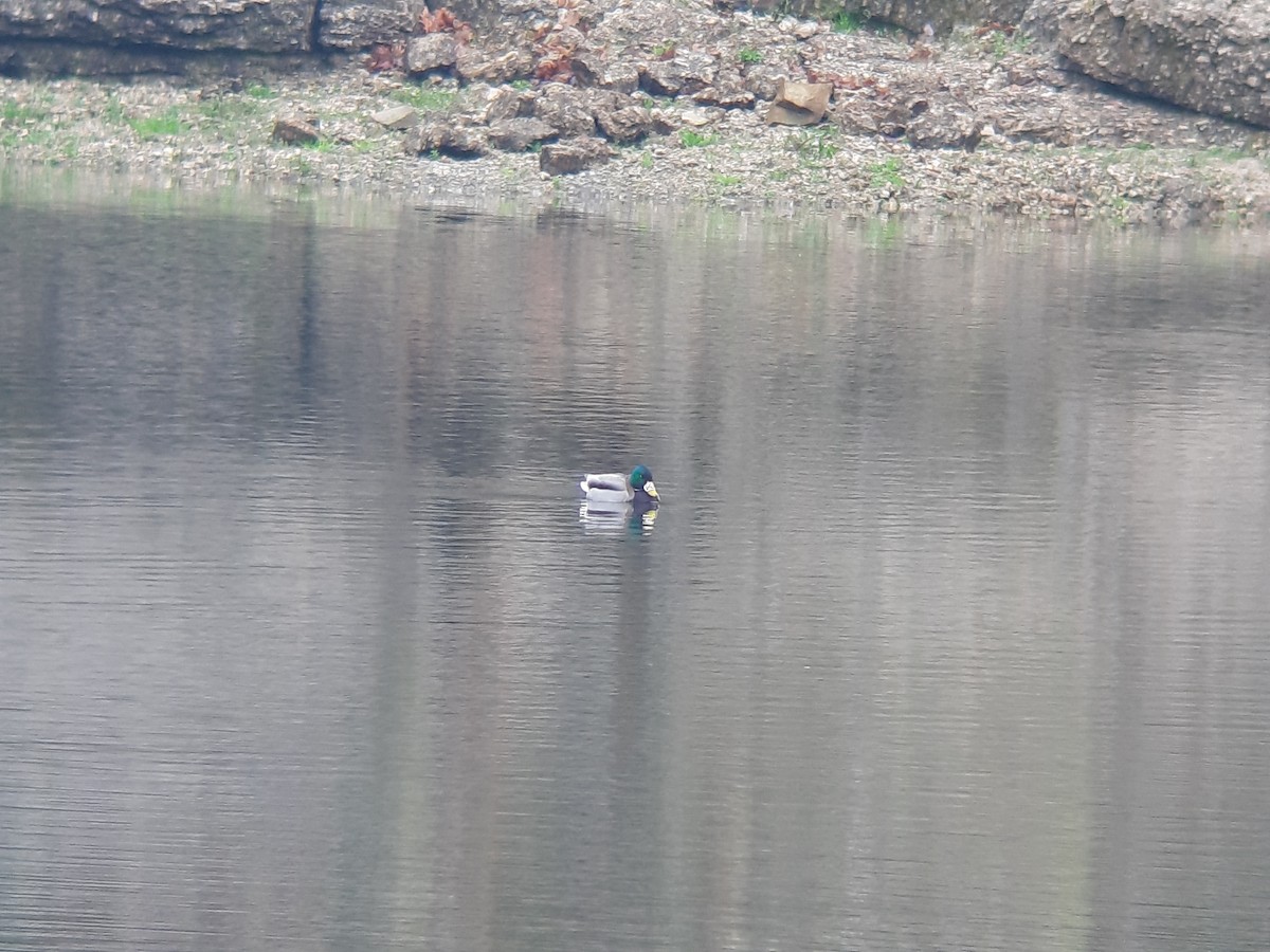 Mallard - Luís Ribeiro