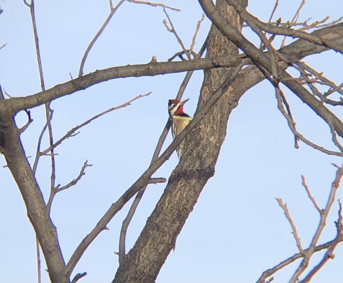 Yellow-bellied Sapsucker - ML291531331