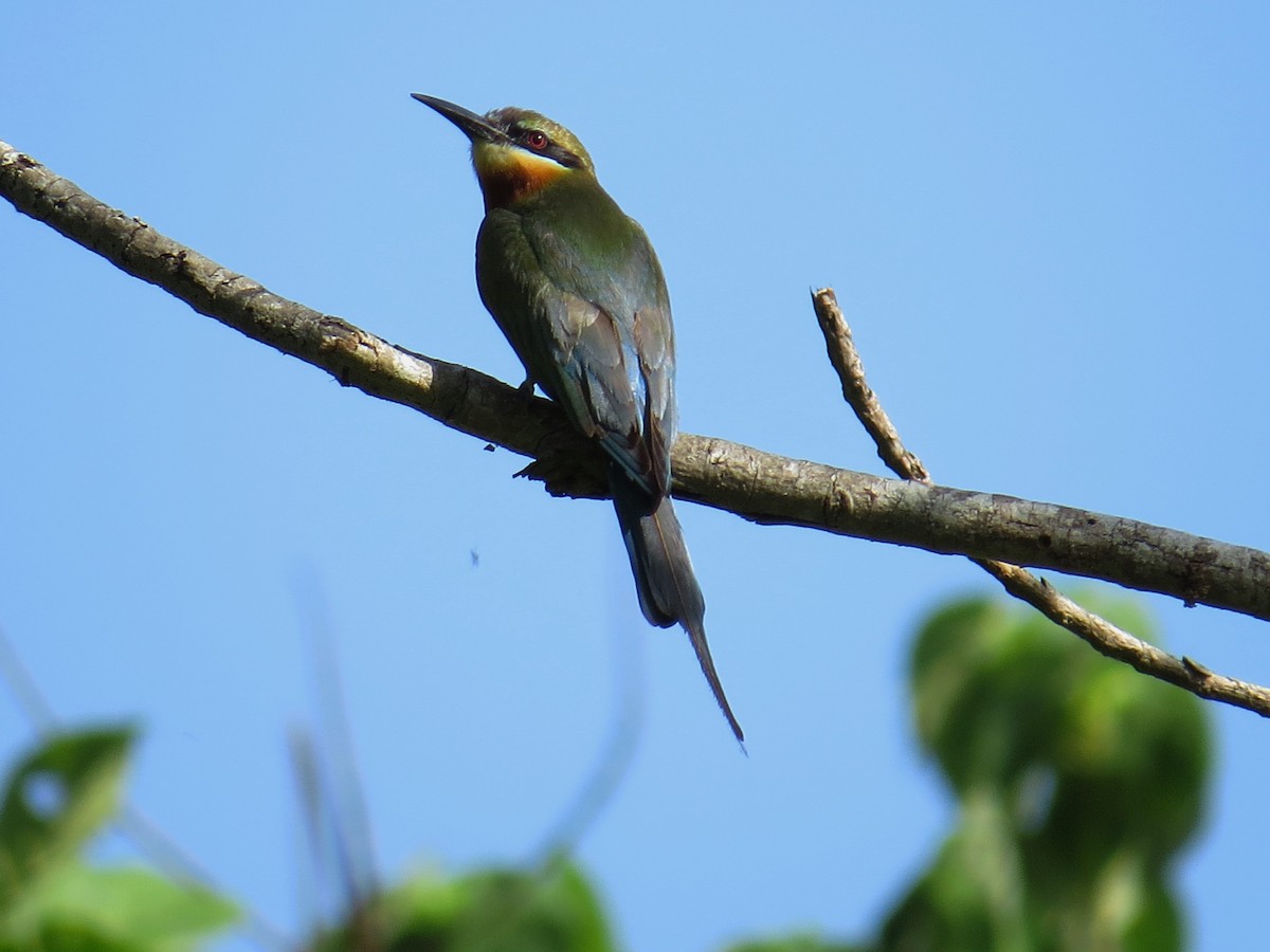 Blue-tailed Bee-eater - ML29153181