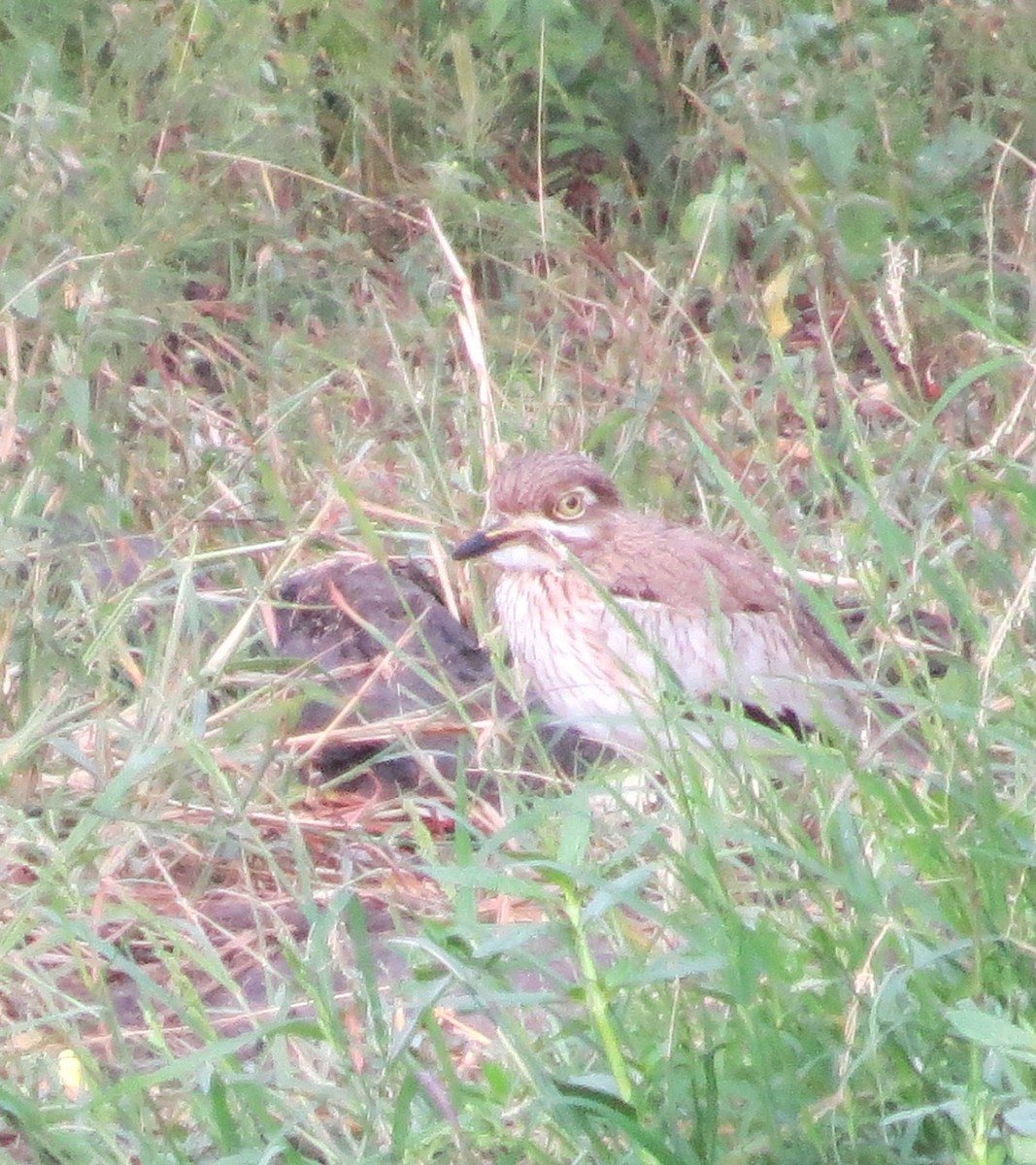 Water Thick-knee - Steven Hopp