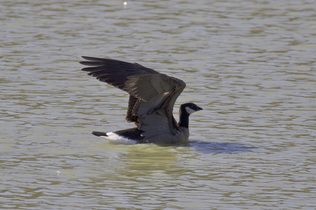 Cackling Goose - Nicole Desnoyers