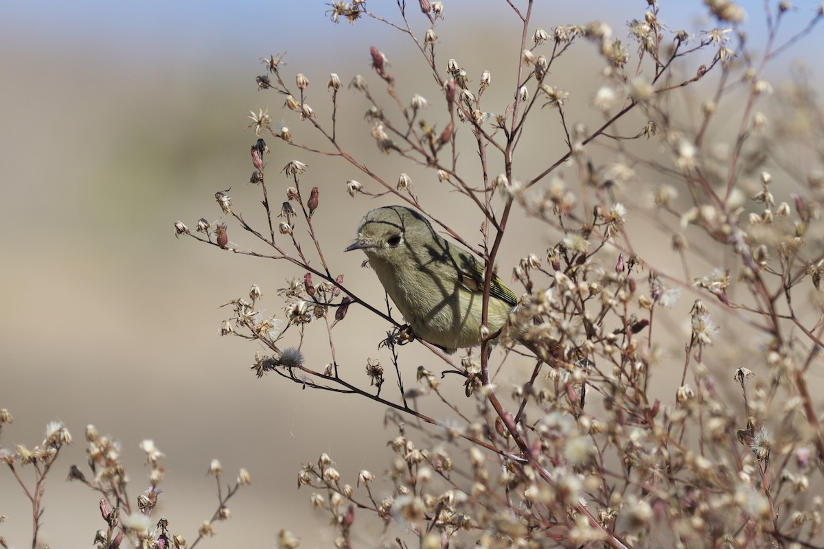 Ruby-crowned Kinglet - ML291537841