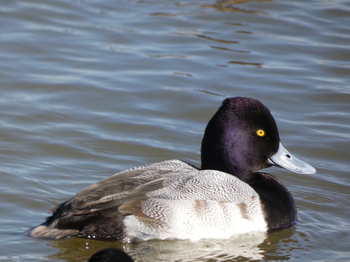 Lesser Scaup - Roma Quattro