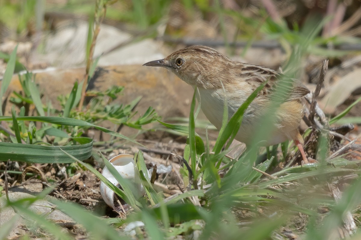 Zitting Cisticola - ML291540061