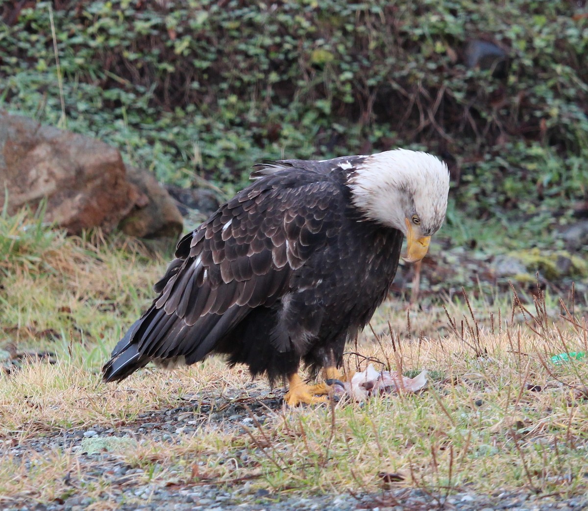 Bald Eagle - ML291541621