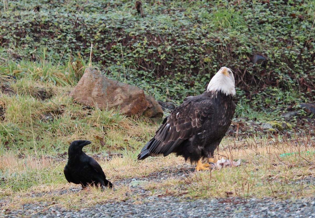 Bald Eagle - ML291541641