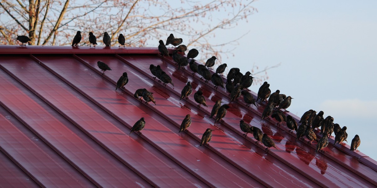 European Starling - Melissa Dougherty :)