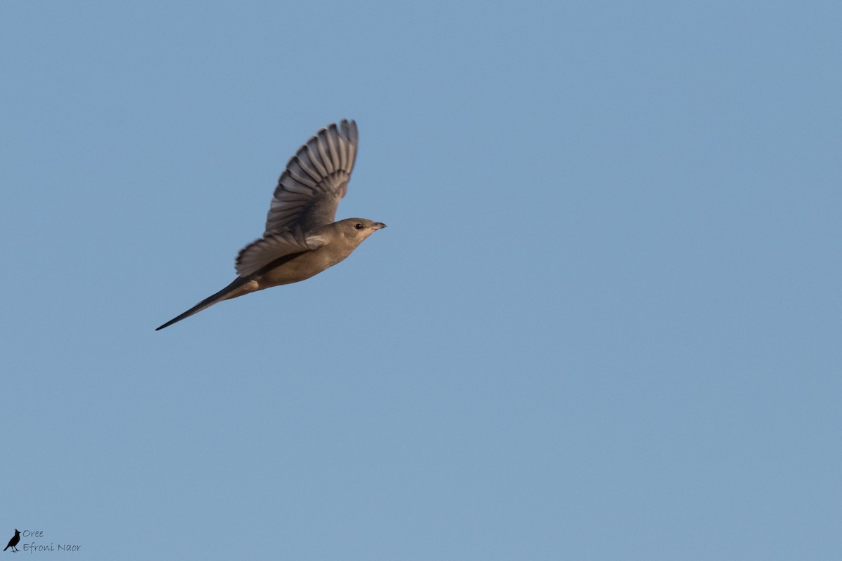 Hypocolius - Oree Efroni Naor