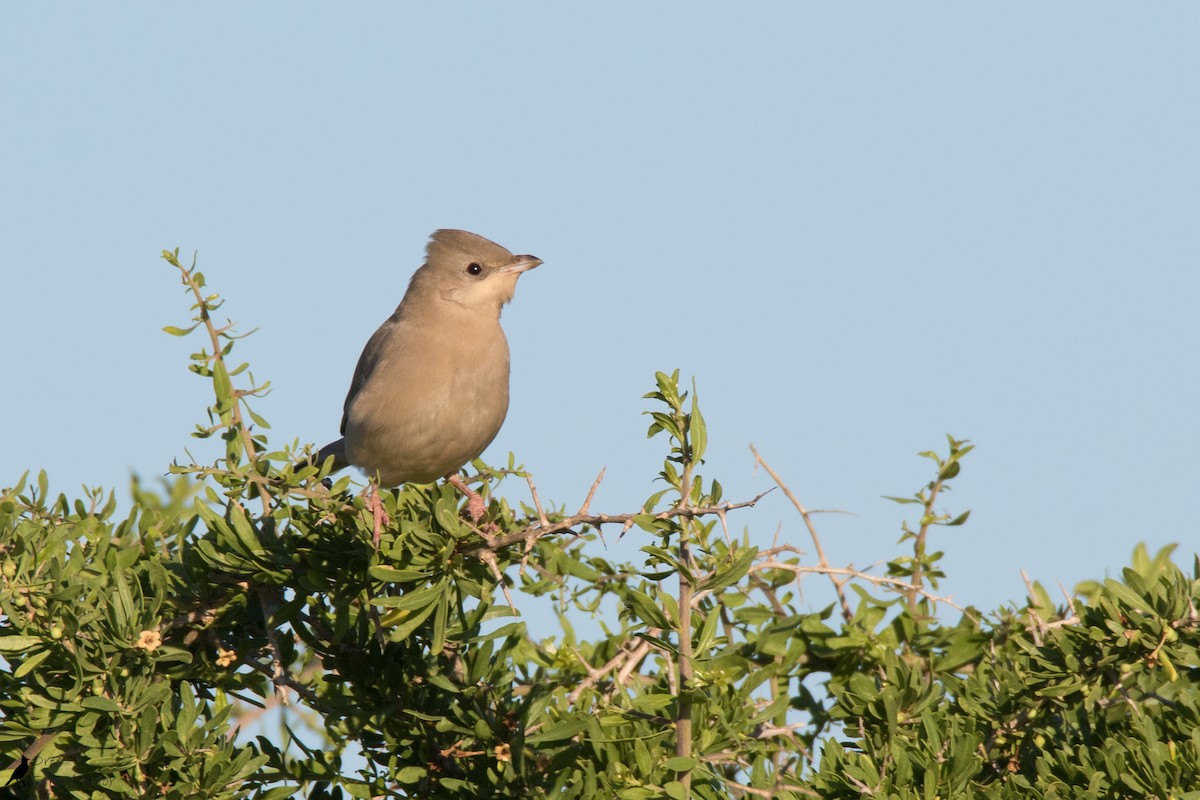 Hypocolius - ML291543851