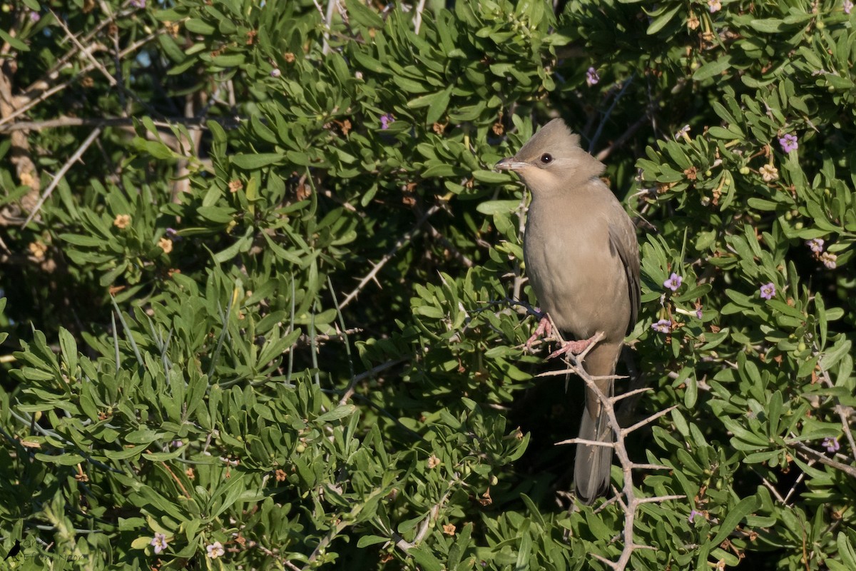 Hypocolius - Oree Efroni Naor