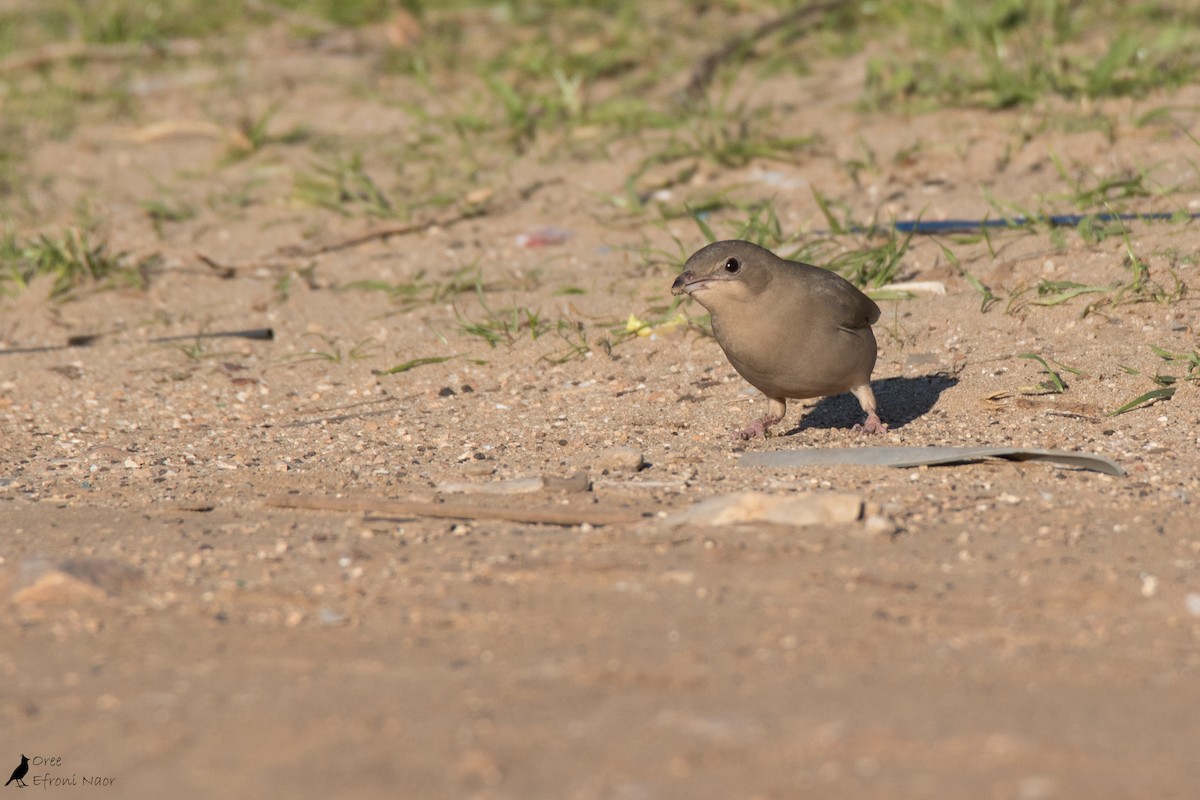 Hypocolius - ML291543881