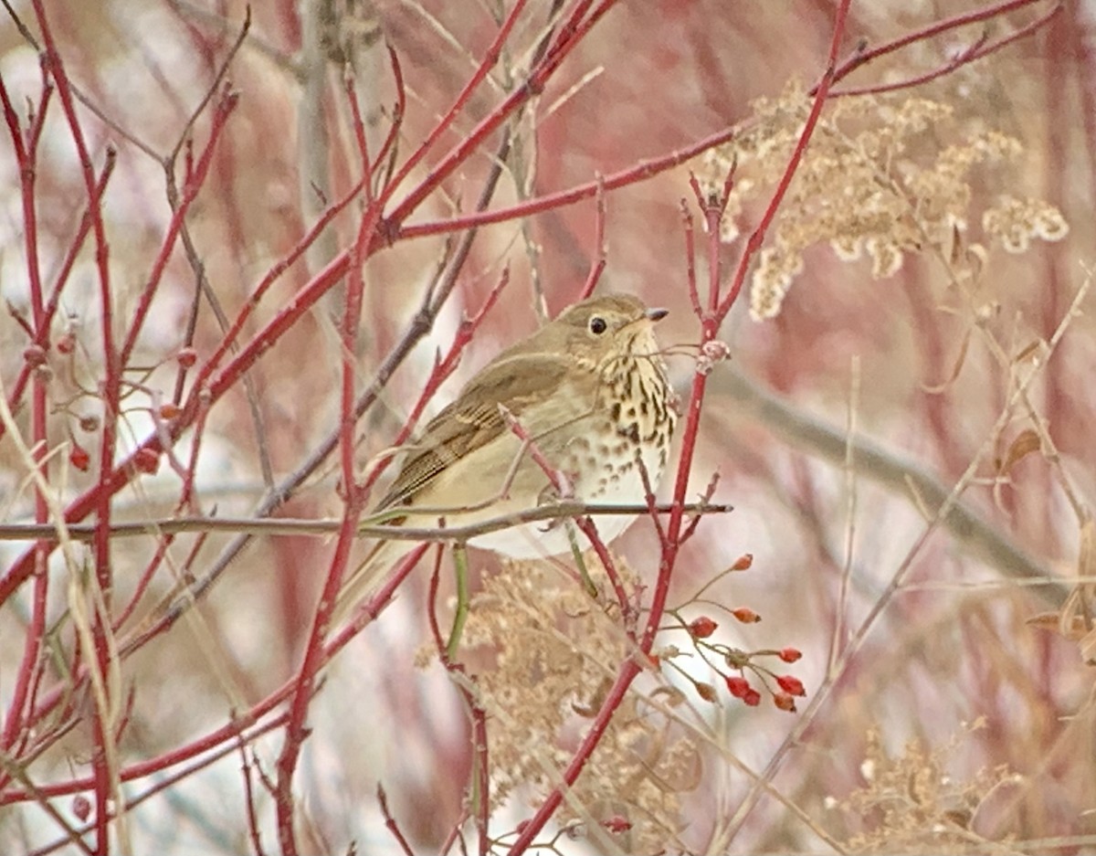 Hermit Thrush - ML291544991