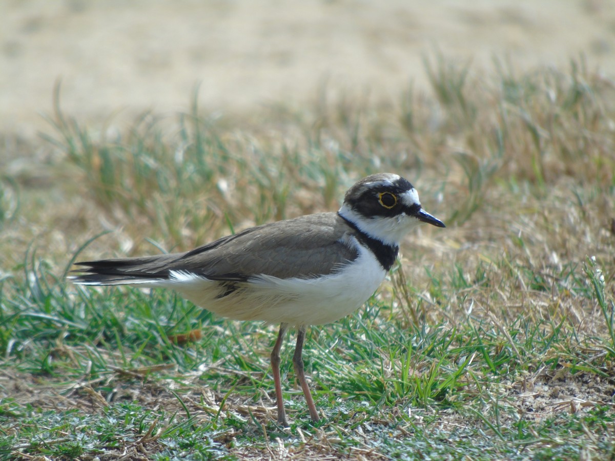 Little Ringed Plover - ML291545541