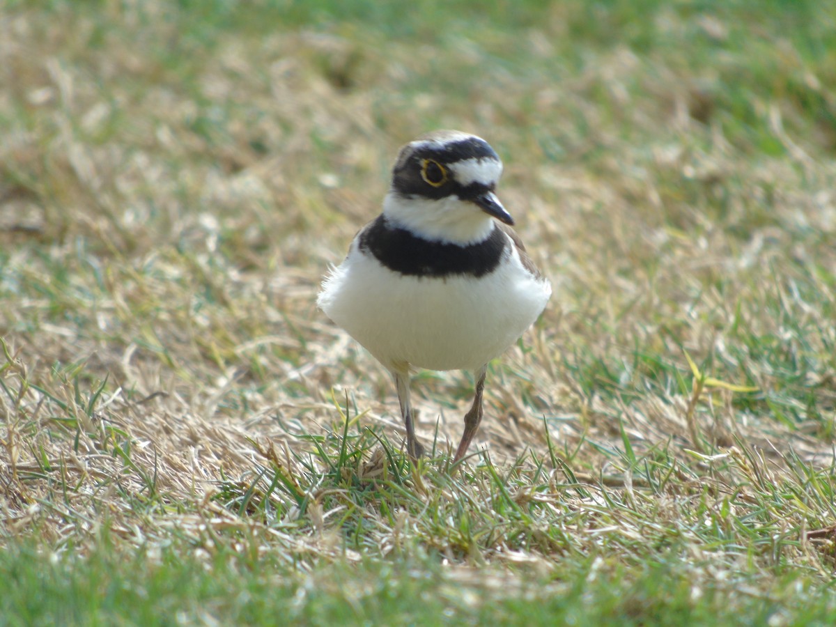 Little Ringed Plover - Carlos Pereira