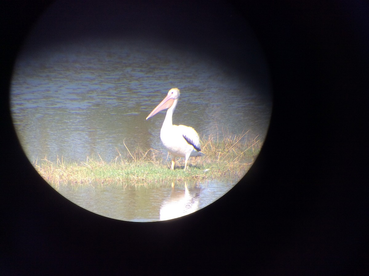 American White Pelican - Nina Podrasky