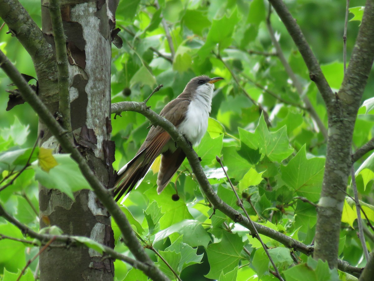 Yellow-billed Cuckoo - Phil Lehman