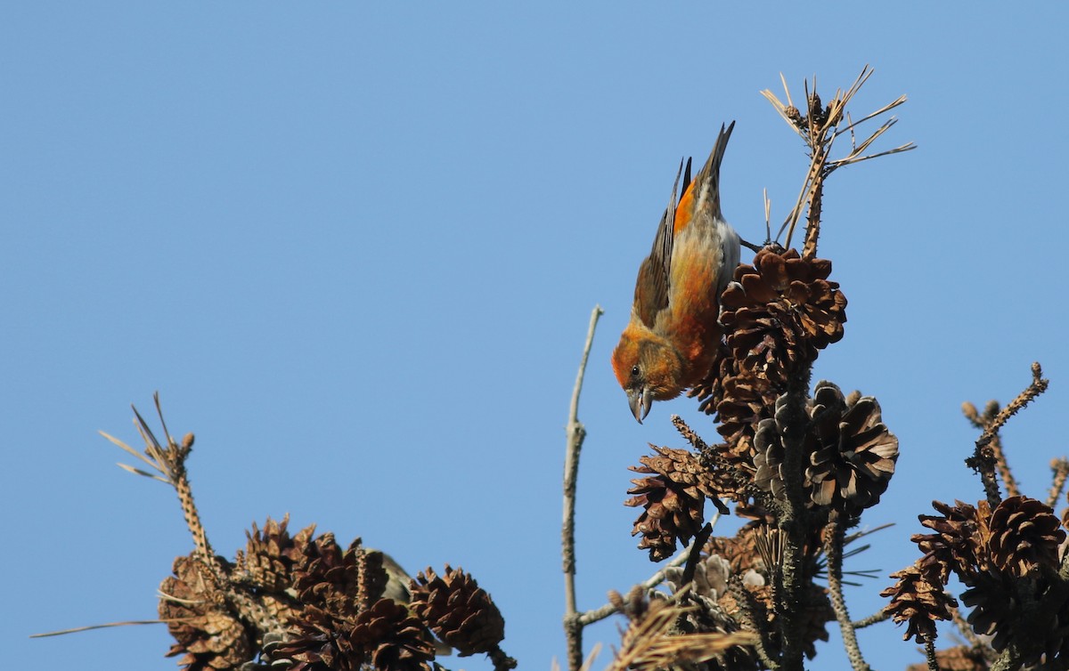 Red Crossbill - ML291548821