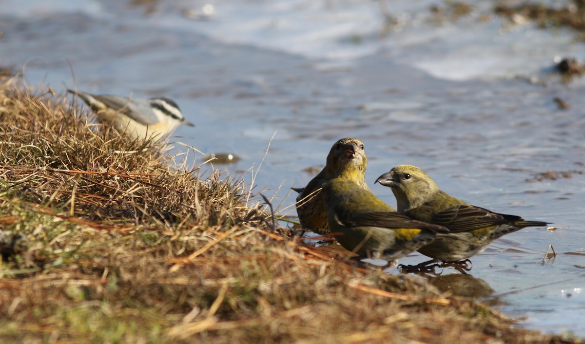 Red Crossbill - ML291548871