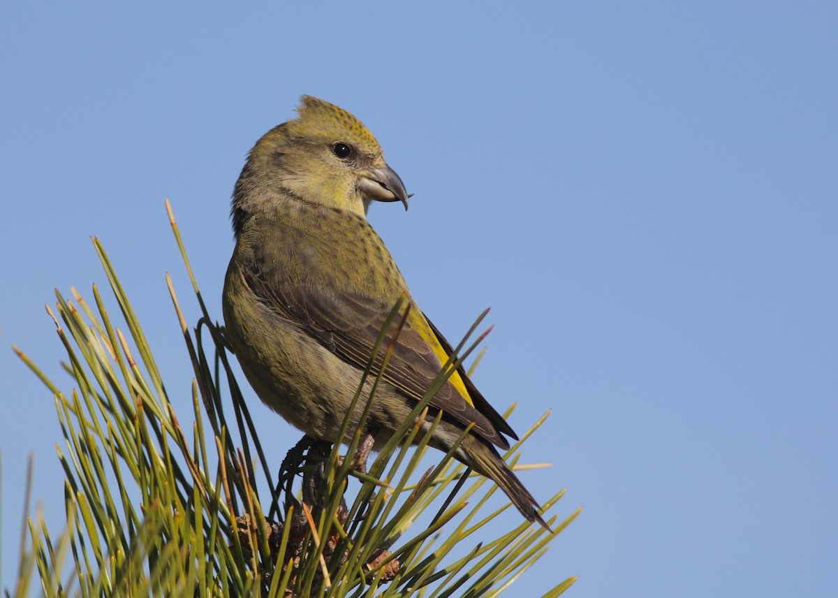 Red Crossbill - ML291548881