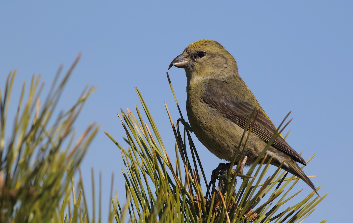 Red Crossbill - ML291548971