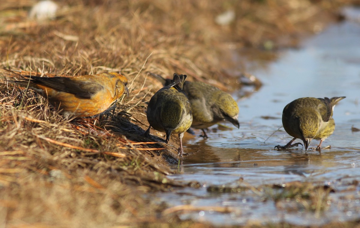 Red Crossbill - ML291549151