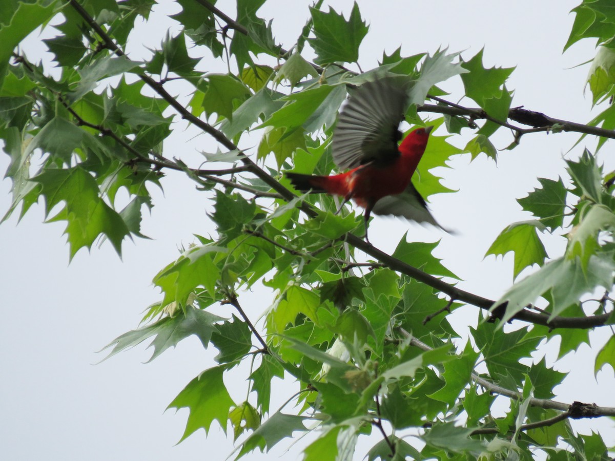 Scarlet Tanager - Phil Lehman