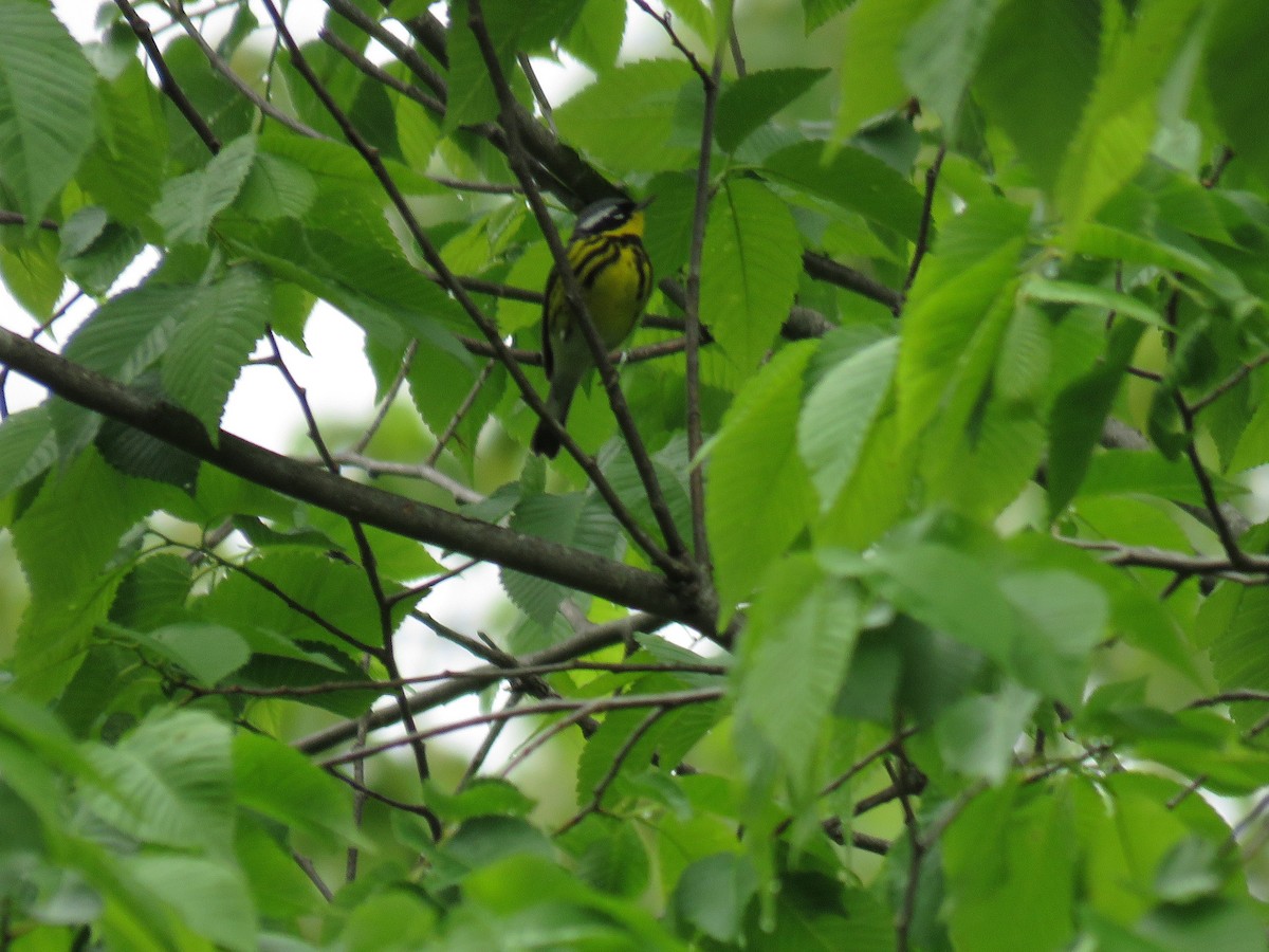 Magnolia Warbler - Phil Lehman