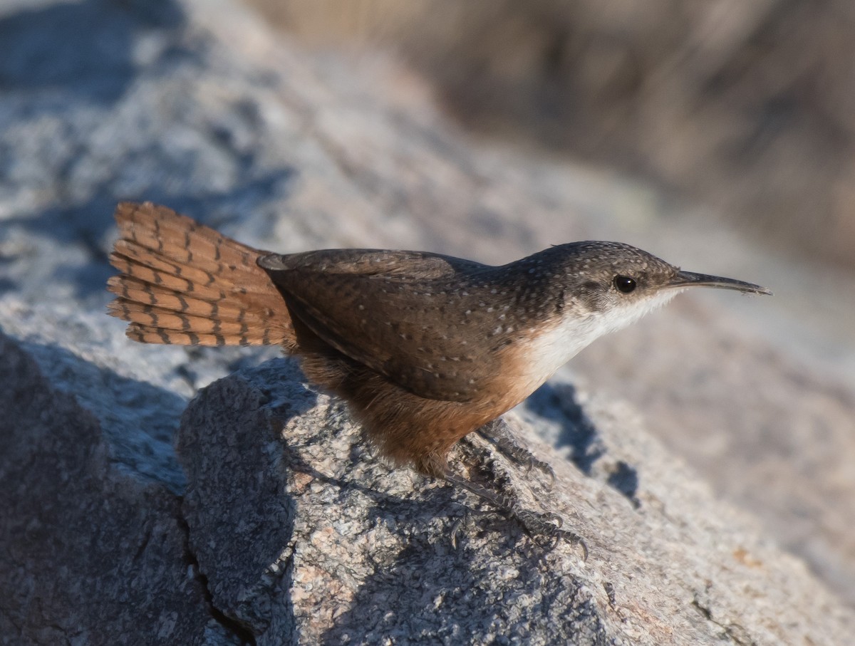 Canyon Wren - ML291549771