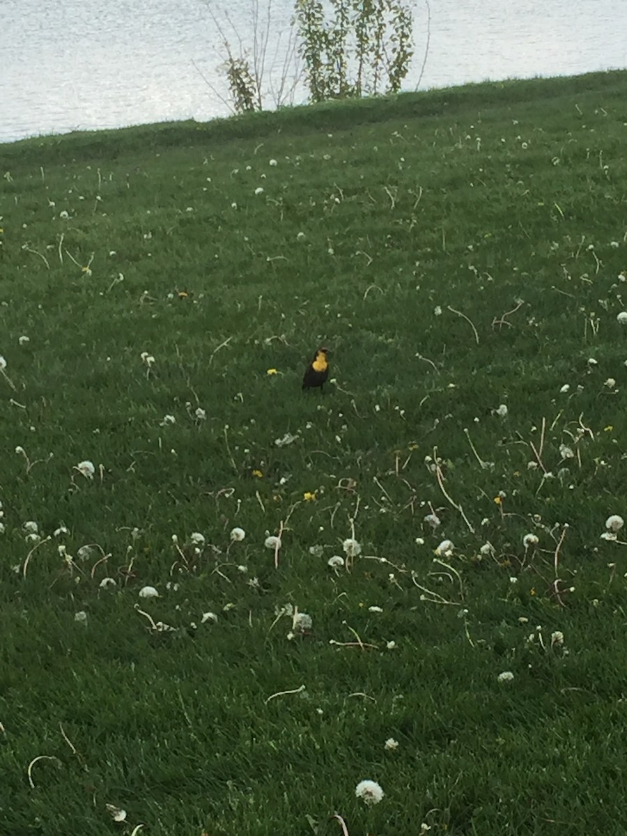 Yellow-headed Blackbird - Audrey Carl